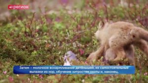 ФЕВРАЛЬ – МЕСЯЦ ЛИСЬИХ СВАДЕБ НА АВАЧИНСКОМ ПЕРЕВАЛЕ•НОВОСТИ КАМЧАТКИ