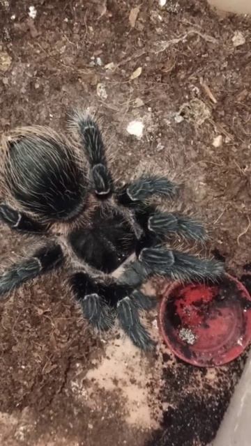 Девчонка ласиодора парахибана в продаже. 12 февраля 2026 г.