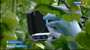 В теплицы Ставрополья начинают внедрять роботов для раннего выявления заболеваний растений