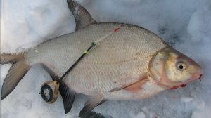 Клёв крупного леща. Ловля на мормышку на реке.