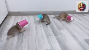 ПРИКОЛЫ С КОТАМИ ДО СЛЁЗ 2026 😹 СМЕШНЫЕ КОТЫ РВУТ ИНТЕРНЕТ