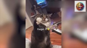 ПРИКОЛЫ С КОТАМИ ВИДЕО 😹 УГАРНЫЕ КОТЫ И КОШКИ ТОП ПОДБОРКА