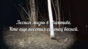 Кто еще посетил солонец весной.