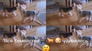 Кто❓️Медведь❗️🐻🤣