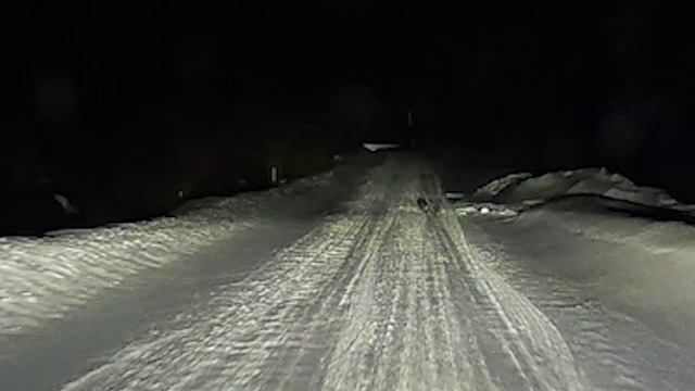 Лиса - Лось. Удомля.