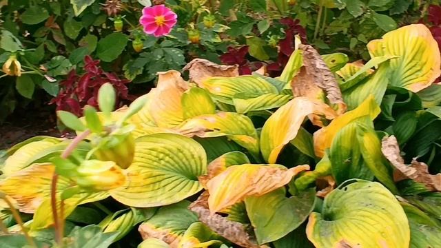 #лето шмели бабочки цветы как это все красиво смотреть онлайн