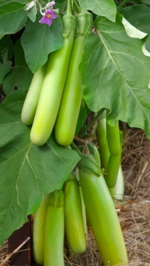 Встречайте, зеленый баклажан Владик.