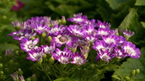 Две жительницы Новоалександровского округа получили соцконтракты