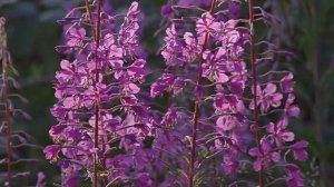 Звук природы. Пение Серой славки на опушке леса