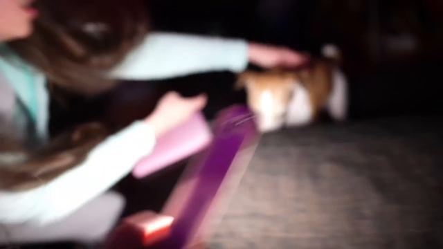 ОНИ НАПАЛИ-Скрытая Камера Сняла Сербскую Леди и Приспешников/Элли Ди Мистика