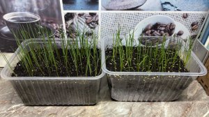 УХОД ЗА РАССАДА ЛУКА!! ПЕРВАЯ СТРИЖКА И ПОДКОРМКА!!