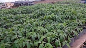 Рассада томатов от А до Я - ЗОЛОТЫЕ ПРАВИЛА ВЫРАЩИВАНИЯ