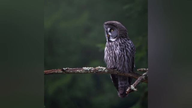 Ирина Герулайте - Сова