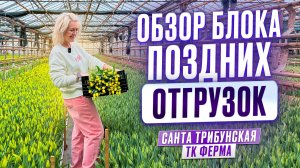 Обзор сортов тюльпана в блоке для поздних отгрузок