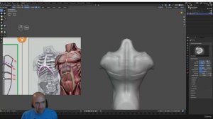 2 Overall torso shapes