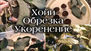 Хойи| Обрезка |Укоренение