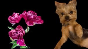 разговоры о важном с джесси бабенцовой о 8 марте