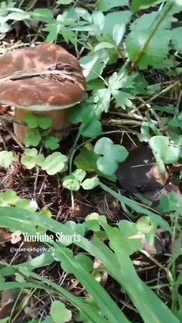 Ленобласть. Хвойное. 27.08.2024. Грибы белые, в лесу на границе дачи