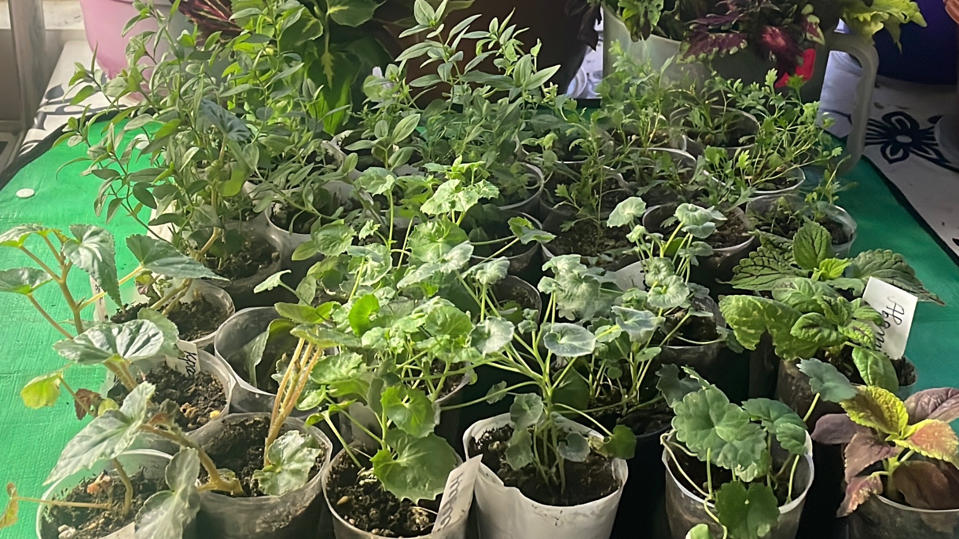 Обзор укоренившихся черенков. Докупила семена цветов. смотреть онлайн