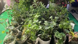 Обзор укоренившихся черенков. Докупила семена цветов.