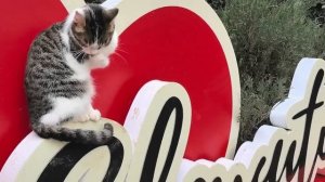 Молодой котик. Видео Л.П. Юрчишко