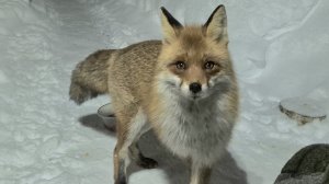 25-02-2026(1225) Лиса приходит в гости. Февраль2026