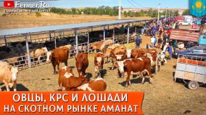 Крупнейший скотный рынок Алматинской области Аманат. Мал базар в Узынагаше. КРС, МРС, лошади и дыни!