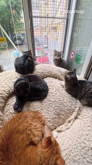 Котокафе Котофейня