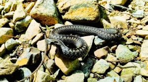 Давайте вместе узнаем с Алисой , как говорят животные, птицыинасекомые?🐦🐇🦔
🐝🐦⬛🐿🪿🐻🦁🐺🐶🐻❄