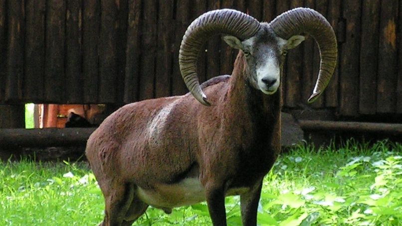 одайщночоодайщенсыбодо (это он сказал, а не я по клавиатуре попрыгал) смотреть онлайн