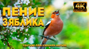 🌿 Звуки Природы ASMR — Пение Зяблика И Весенний Лес 4K Для Релакса ✨