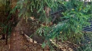 про бельчат