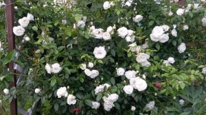 роза Айсберг плетистая