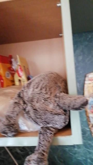 приколы с басиками