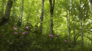 Рододендроновый лес. Расслабляющее видео о природе. 🌸