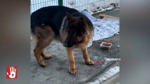 В Челябинске спустя почти неделю поисков нашли загадочно пропавшую немецкую овчарку