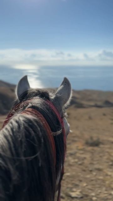 чёрная гора. (Кара-даг) лошади Саида.