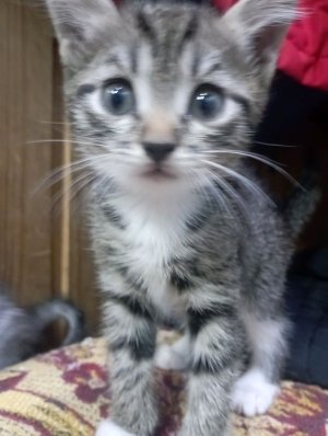 СТРИМ с Котятами