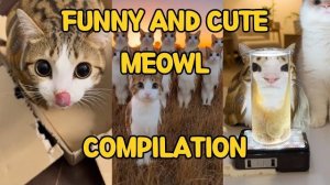 КОТИК МЯВЛ! ПОДБОРКА КОТИКА ПТИЧКИ ТИК ТОК! ЛЕГЕНДАРНЫЙ МЯВЛ ПОКОРЯЕТ ИНТЕРНЕТ! РЕАКЦИЯ Я В ШОКЕ