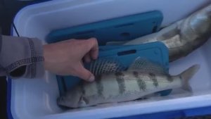 УДАРИЛ МОРОЗ И У РЫБЫ НАЧАЛСЯ ЖОР! Вот это рыбалка!