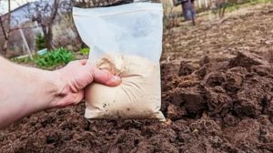 БЕЗ НАВОЗА ТОЖЕ МОЖНО! Это удобрение работает в 100 раз лучше 🌱