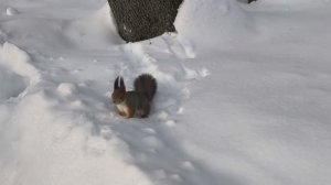 Приключения белочки. Белка ищет в снегу орех