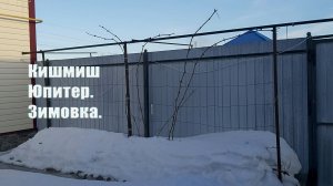 Кишмиш Юпитер. Зимовка.