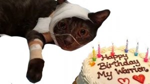 Сделала анимацию с кошечкой. Предупреждение кошка не моя!