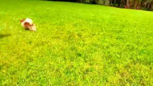 Nastya lost her dog and other stories for kids