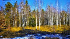 МЫ НА ДАЧЕ ВСЁ ТАЕТ .ИДЁМ В ЛЕС ЗА ВЕРБОЙ ДЛЯ КРОЛИКОВ.