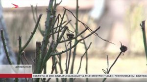 Сæрмагонд æфсæддон операцийы архæйæг Рашат Садыков кусдзæн стыр авиакомпанийы Мæскуыйы