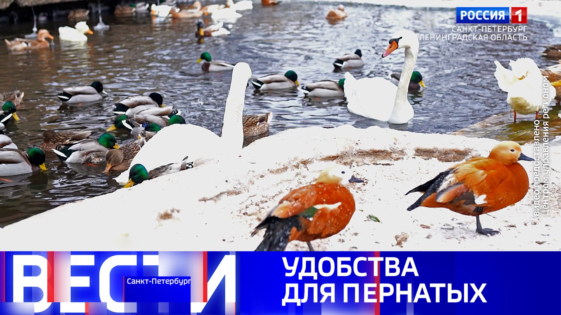 Вести Санкт-Петербург. Выпуск 11.30 от 25.02.2026 смотреть онлайн