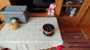 Мои цветы 🌺и много изданий по вязанию🧶