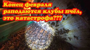 КОНЕЦ ФЕВРАЛЯ, КЛУБЫ ПЧЁЛ РАСПОДАЮТСЯ, ЧТО ДЕЛАТЬ